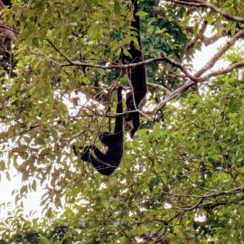 Stolen Lives: Meeting Rescued Primates in Vietnam